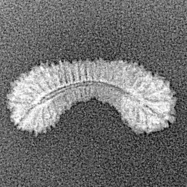 45 Mukhi Rudraksha 19.6mm 0.45gm - Xray