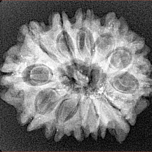 12 Mukhi Ganesh 25.5mm 3.73gm - Xray