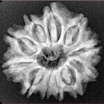 11 Mukhi Rudraksha 24.4mm 3.92gm - Xray