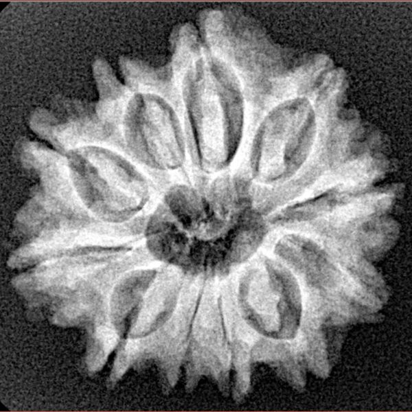 11 Mukhi Rudraksha 24.4mm 3.92gm - Xray