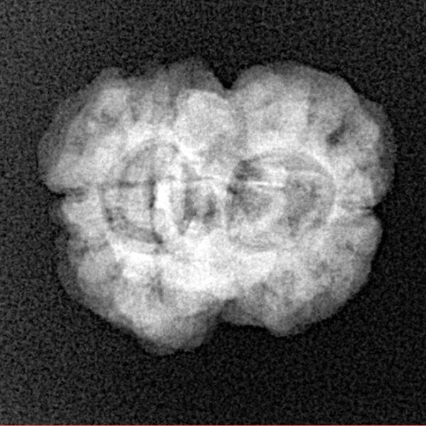2 Mukhi Rudraksha 23.5mm 2.45gm - Xray