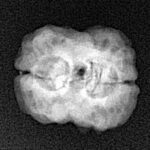 2 Mukhi Rudraksha 25.4mm 2gm - Xray