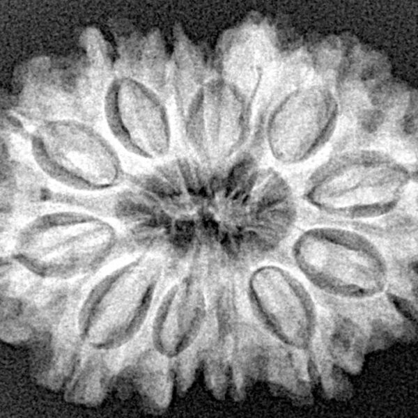 12 Mukhi Ganesh 28.7mm 4.71gm - Xray