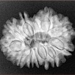 12 Mukhi Rudraksha 25.9mm 4.55gm - Xray
