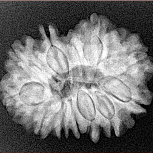 12 Mukhi Rudraksha 25.9mm 4.55gm - Xray