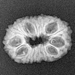 17 Mukhi Rudraksha 20mm 1.67gm - Xray