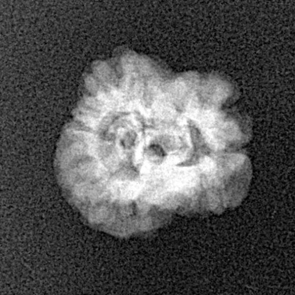 2 Mukhi Rudraksha 19.6mm 1.25gm - Xray