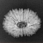 15 Mukhi Rudraksha 21.2mm 2.13gm - Xray
