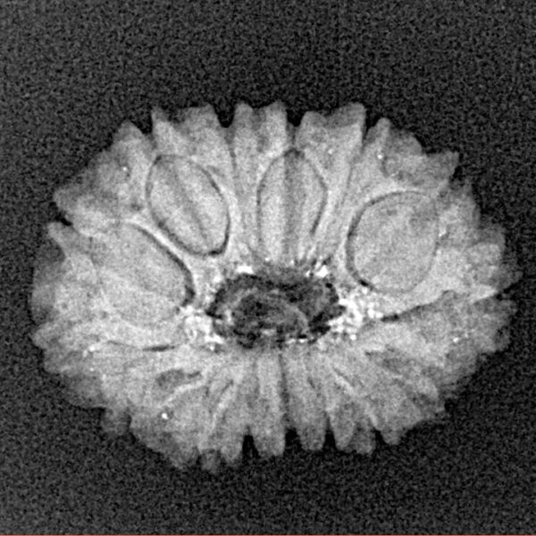 15 Mukhi Rudraksha 21.2mm 2.13gm - Xray