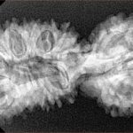 24 Mukhi Gaurishankar 40.8mm 5.79gm - Xray