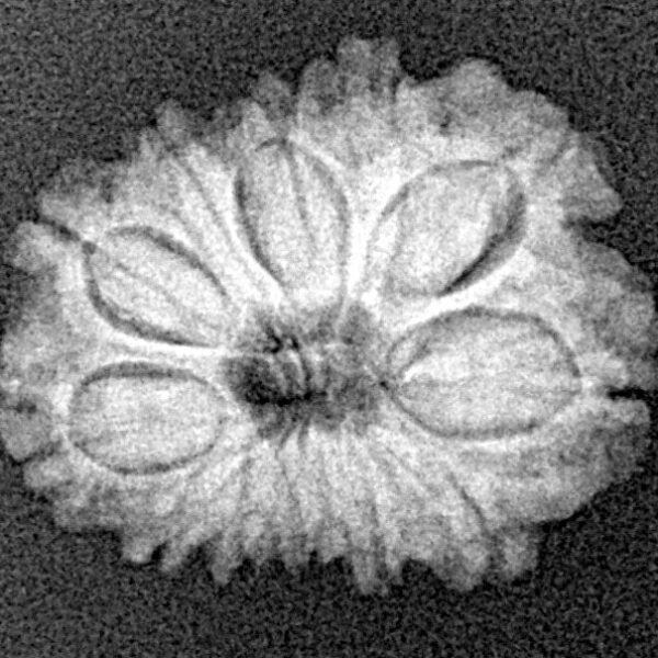 12 Mukhi Rudraksha 20.5mm 2gm - Xray