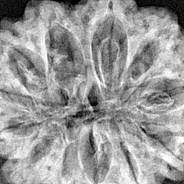 12 Mukhi Rudraksha 33.4mm 7.55gm - Xray