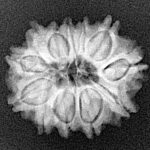 12 Mukhi Rudraksha 21.8mm 2.82gm - Xray