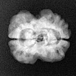 2 Mukhi Rudraksha 24.3mm 2.59gm - Xray