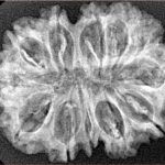 12 Mukhi Rudraksha 30.1mm 4.67gm - Xray