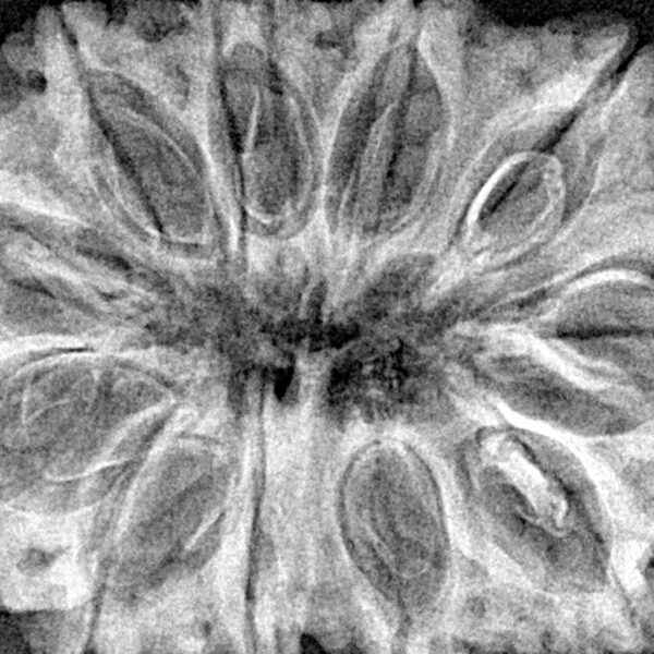 11 Mukhi Rudraksha 37.5mm 8.17gm - Xray