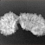 23 Mukhi Gaurishankar 29.2mm 2.3gm - Xray