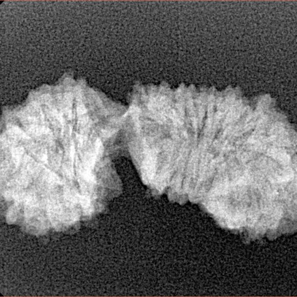 23 Mukhi Gaurishankar 29.2mm 2.3gm - Xray