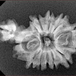 Sawar/Ganesh (12+1) 29.1mm 2.76gm - Xray