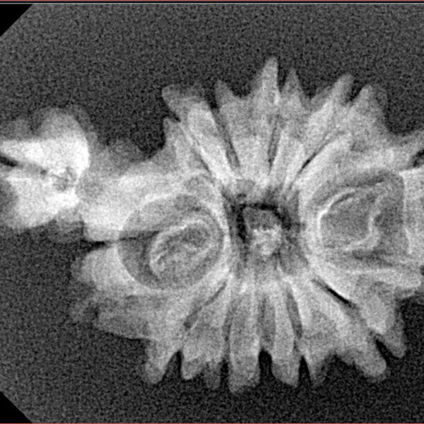 Sawar/Ganesh (12+1) 29.1mm 2.76gm - Xray