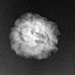 2 Mukhi Rudraksha 21.7mm 1.48gm - Xray