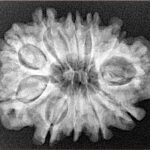 11 Mukhi Rudraksha 27.9mm 4.98gm - Xray