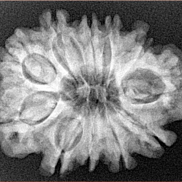 11 Mukhi Rudraksha 27.9mm 4.98gm - Xray