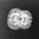 2 Mukhi Rudraksha 22mm 2.25gm - Xray