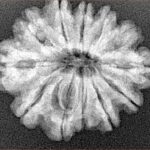 12 Mukhi Rudraksha 25.4mm 4gm - Origin: Nepal - Xray