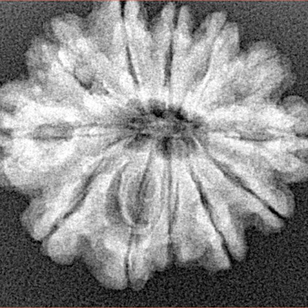 12 Mukhi Rudraksha 25.4mm 4gm - Origin: Nepal - Xray