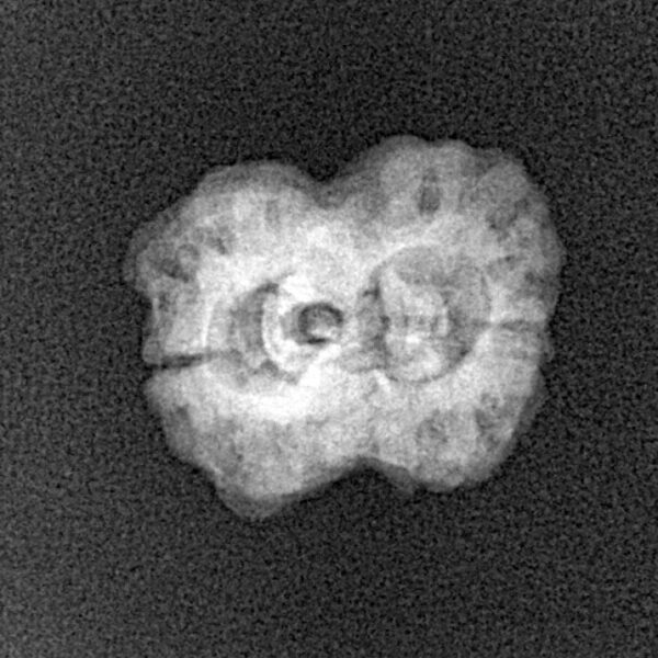 2 Mukhi Rudraksha 22.6mm 1.77gm - Xray