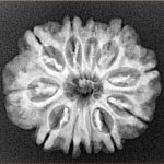 11 Mukhi Rudraksha 24.2mm 3.57gm - Xray