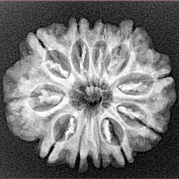 11 Mukhi Rudraksha 24.2mm 3.57gm - Xray