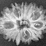 12 Mukhi Ganesh 24.7mm 2gm - Xray