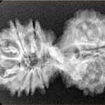 15 Mukhi Gaurishankar 35.1mm 4.81gm - Xray