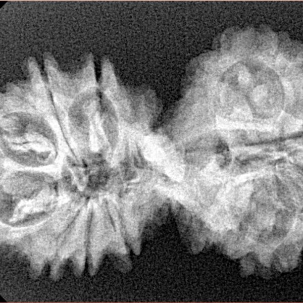 15 Mukhi Gaurishankar 35.1mm 4.81gm - Xray