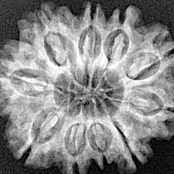 10 Mukhi Rudraksha 26.7mm 4.45gm - Xray