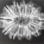 12 Mukhi Rudraksha 26.9mm 3.6gm - Xray