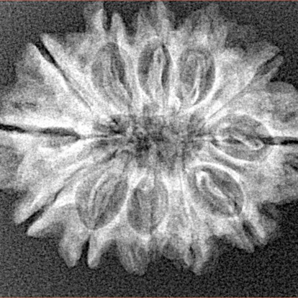 12 Mukhi Rudraksha 26.9mm 3.6gm - Xray