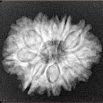 11 Mukhi Rudraksha 24.7mm 3.83gm - Xray