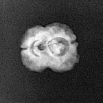 2 Mukhi Rudraksha 19.9mm 1.33gm - Xray