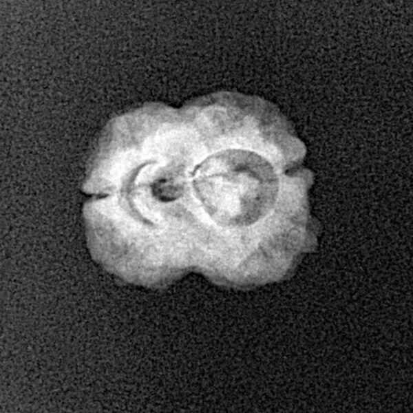 2 Mukhi Rudraksha 19.9mm 1.33gm - Xray