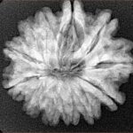 12 Mukhi Rudraksha 25.4mm 4.74gm - Xray