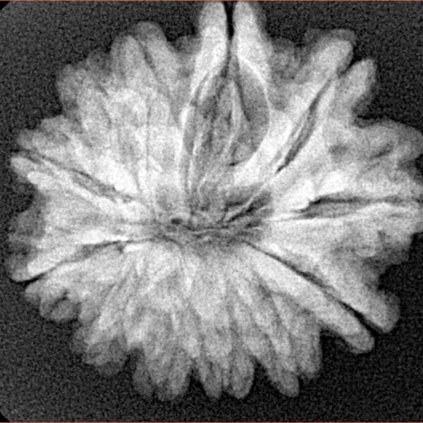 12 Mukhi Rudraksha 25.4mm 4.74gm - Xray