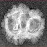 2 Mukhi Rudraksha 18.4mm 1.17gm - Xray