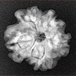 1MK(Underdeveloped) 21.1mm 3gm - Xray