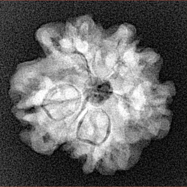 1MK(Underdeveloped) 21.1mm 3gm - Xray