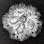 1MK(Underdeveloped) 22.1mm 3.22gm - Xray