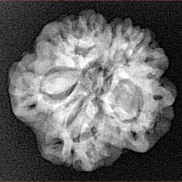 1MK(Underdeveloped) 22.1mm 3.22gm - Xray