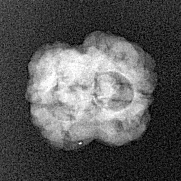 2 Mukhi Rudraksha 21.6mm 1.48gm - Xray
